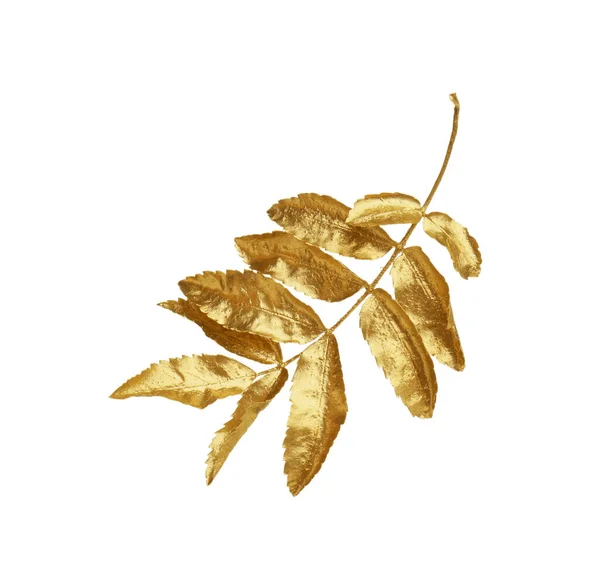 Klacek Zlatých Listů Jeřábu Izolovaných Bílém Podzimní Období — Stock fotografie