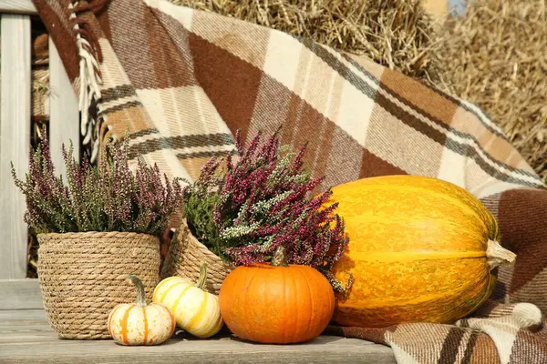 Beautiful Composition Heather Flowers Pots Pumpkins Wooden Bench Outdoors — Stock Photo, Image