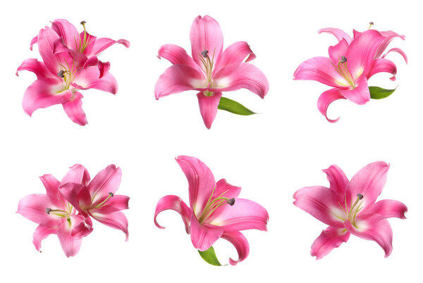 Beautiful pink lily flowers isolated on white, set