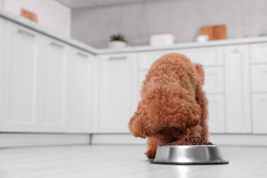 Mutfakta yerde metal kaseden beslenen sevimli Maltipoo köpeği, mesaj için yer var. Sevimli hayvan
