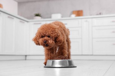 Mutfaktaki metal kaseden beslenen sevimli Maltipoo köpeği. Sevimli hayvan