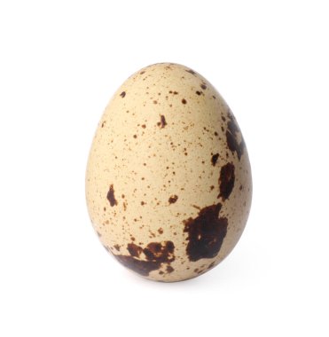 Bir benekli bıldırcın yumurtası beyaza izole edilmiş.