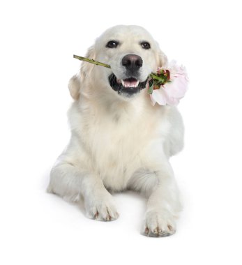 Beyaz arka planda güzel şakayık çiçekli şirin Labrador Retriever.