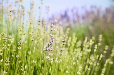 Güzel açan lavanta tarlada büyüyor, yakın plan. Metin için boşluk