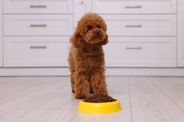 Tatlı Maltipoo köpeği, yemek kasesinin yanında ve yerde kuru yiyecekler var. Sevimli hayvan