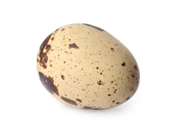 One Speckled Quail Egg Isolated White — Stock Photo, Image