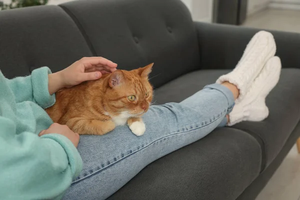Woman petting cute cat on sofa at home, closeup