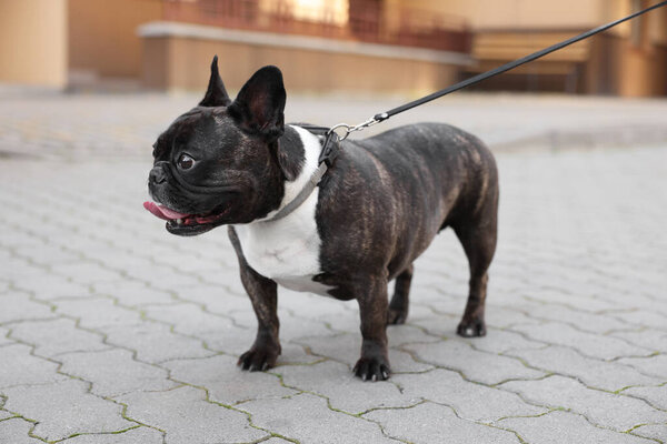 Cute French Bulldog walking on leash outdoors