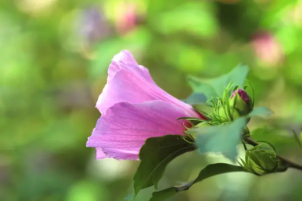 Gyönyörű Rózsaszín Hibiszkusz Virág Szabadban Közelkép — Stock Fotó