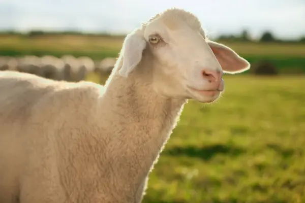 Mignon Mouton Broutant Extérieur Par Une Journée Ensoleillée Animaux Ferme — Photo