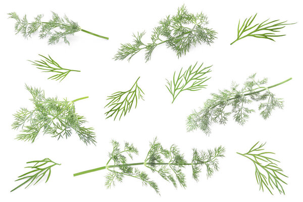 Set of fresh dill isolated on white
