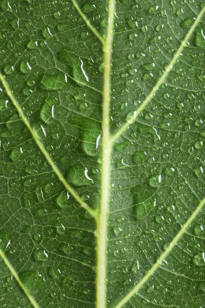 Макро Фото Зеленого Листа Краплями Води — стокове фото