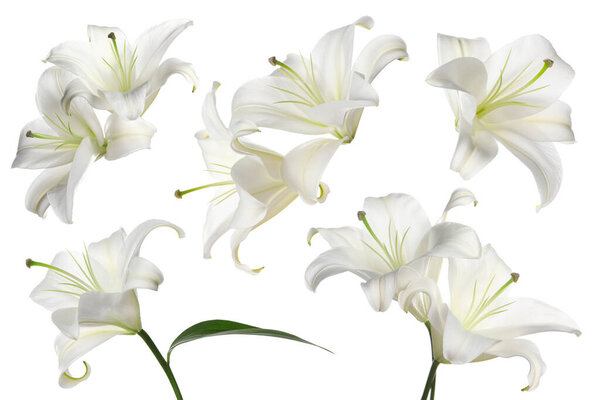 Beautiful lily flowers isolated on white, set