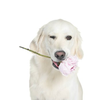 Beyaz arka planda güzel şakayık çiçekli şirin Labrador Retriever.