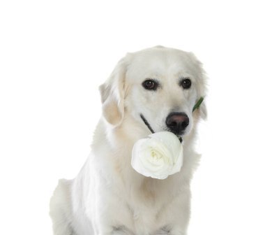 Beyaz arka planda güzel bir gül çiçeği olan şirin Labrador Retriever.