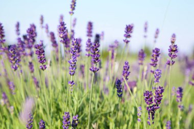 Güzel açan lavanta tarlada büyüyor, yakın plan