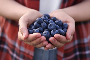 Yaban mersini yığını tutan kadın, yakın plan. Mevsimlik meyveler