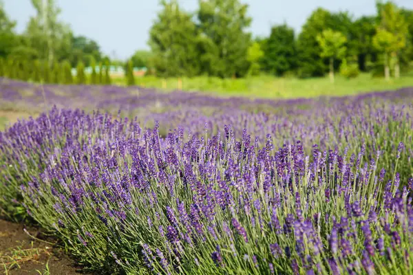 Beautiful View Blooming Lavender Growing Field — Stock Photo, Image