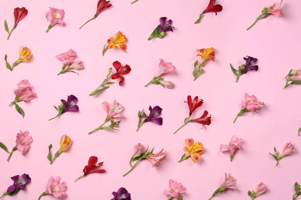 Flat lay composition with beautiful alstroemeria flowers on pale pink background