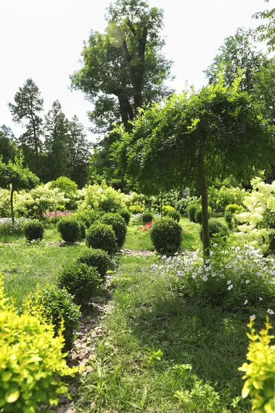 Dışarıda Yetişen Güzel Bitkiler Bahçe Işleri Peyzaj — Stok fotoğraf