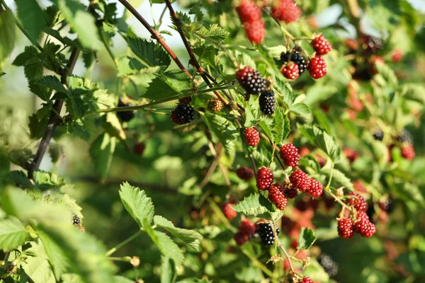 Ripe Unripe Blackberries Growing Bush Outdoors Closeup — Stock Photo, Image