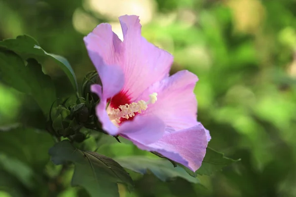 Όμορφο Ροζ Λουλούδι Ιβίσκου Αυξάνεται Εξωτερικούς Χώρους Closeup — Φωτογραφία Αρχείου