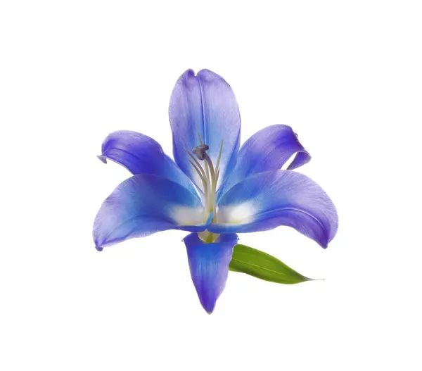 Incrível Flor Lírio Azul Isolado Branco — Fotografia de Stock