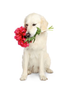 Beyaz arka planda güzel şakayık çiçekleri olan şirin Labrador Retriever.