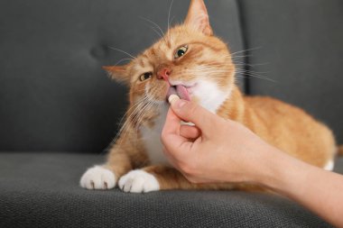 İçerideki kanepede oturan sevimli zencefilli kediye vitamin hapı veren kadın, yakın plan.