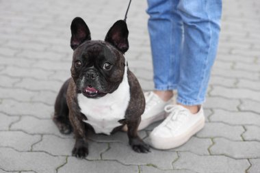 Woman walking with cute French Bulldog outdoors, closeup clipart