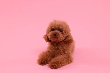 Pembe arka planda sevimli bir Maltipoo köpeği. Sevimli hayvan