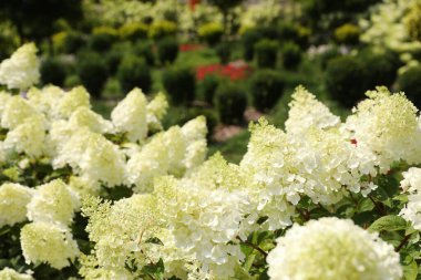 Bahçede büyüyen beyaz çiçekli güzel ortancalar.