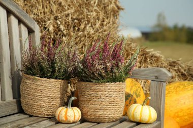 Saksılarda güzel çalılar ve açık havada ahşap banklarda bal kabakları.