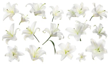 Beautiful lily flowers isolated on white, set clipart