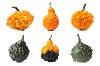 Beyaz üzerinde izole edilmiş farklı balkabakları