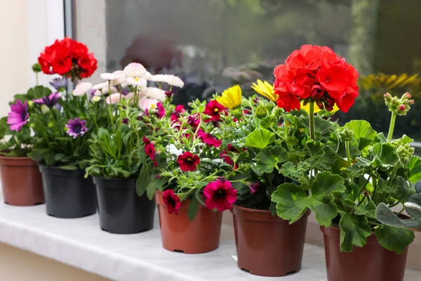 stock image Different beautiful potted flowers on windowsill indoors