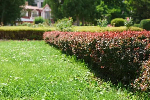 stock image Shrubs of beautiful plants growing in garden, space for text. Landscape design