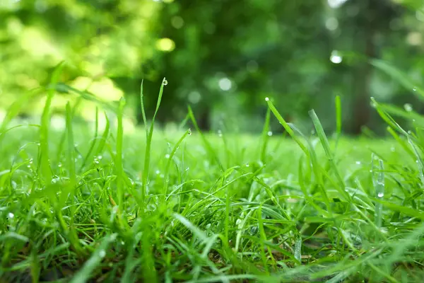Fresh Green Grass Water Drops Growing Outdoors Summer Closeup — Stock Photo, Image
