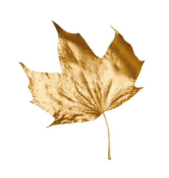 白で孤立した金色のカエデの葉 シーズン — ストック写真