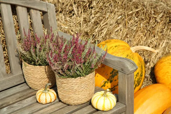 屋外の木製ベンチにポットとカボチャで美しいヘザーの花 — ストック写真