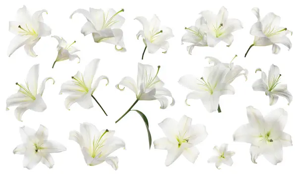 Lindas Flores Lírio Isolado Branco Conjunto — Fotografia de Stock