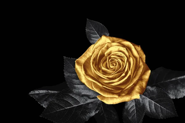 Niesamowite Błyszczące Złote Róże Czarnym Tle — Zdjęcie stockowe