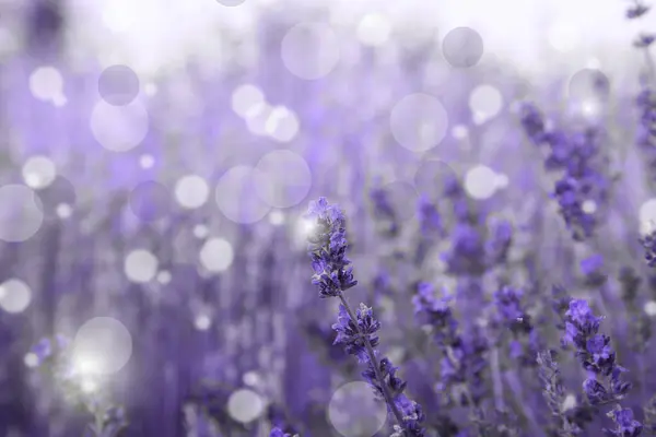 Prachtig Bloeiend Lavendelveld Buiten Van Dichtbij Gezien Bokeh Effect — Stockfoto