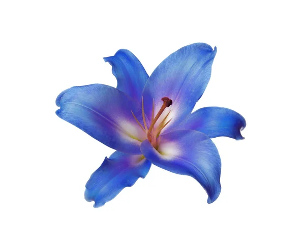 Incroyable Fleur Lys Bleu Isolé Sur Blanc — Photo