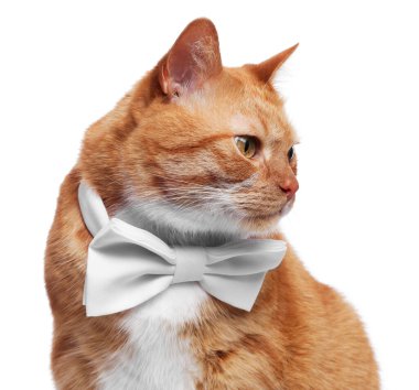 Beyaz papyonlu şirin kedi.