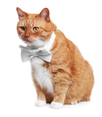 Beyaz arka planda papyonlu şirin bir kedi.