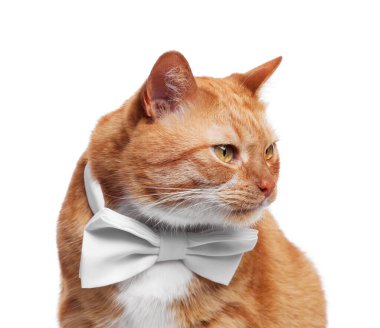 Beyaz papyonlu şirin kedi.