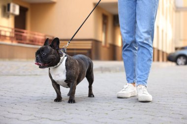 Güzel Fransız Bulldog 'uyla gezen bir kadın, yakın plan.