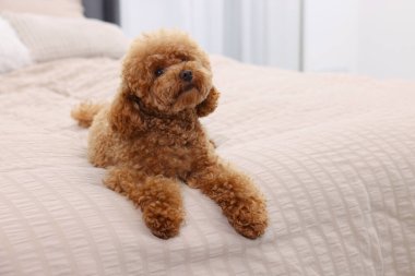Evdeki yumuşak yatakta tatlı Maltipoo köpeği, mesaj için yer. Sevimli hayvan