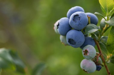 Yabanmersinleri dışarıda yetişiyor, yakın plan ve metin için yer var. Mevsimlik meyveler